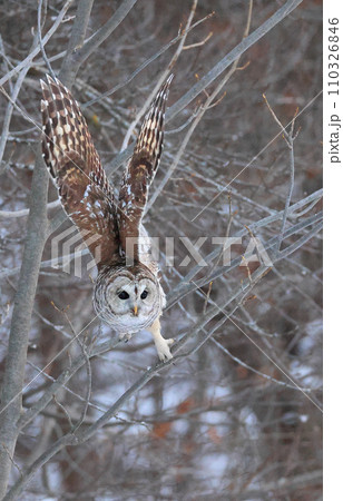 Barred Owl flying in the forest, Quebec, Canada Barred Owl flying in the forest, Quebec, Canada 110326846