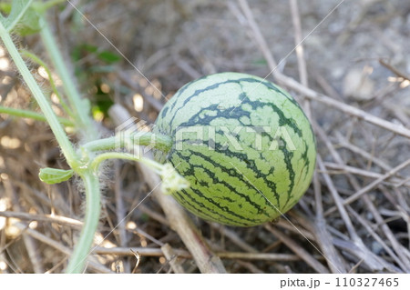 生育中の小型のすいか（スイカ　西瓜） 110327465