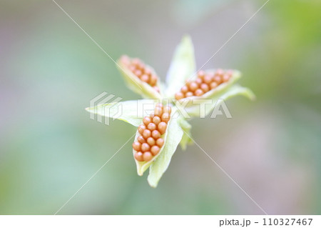 小さい花の種　ビオラ（パンジー） 110327467