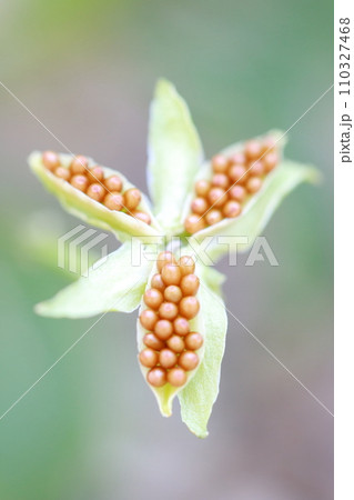 小さい花の種　ビオラ（パンジー） 110327468