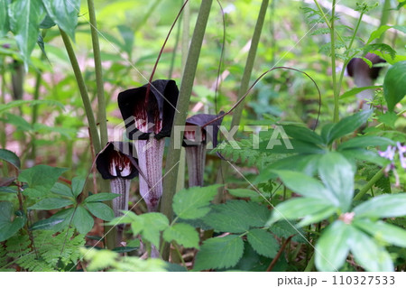 蛇に似た珍しい春の花(ウラシマソウ、浦島草) 蛇に似た珍しい春の花(ウラシマソウ、浦島草) 110327533