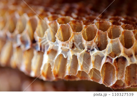 ミツバチの巣のアップ 110327539