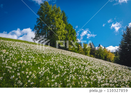 Blooming white daffodil flowers on the steep slope in Slovenia Blooming white daffodil flowers on the steep slope in Slovenia 110327859