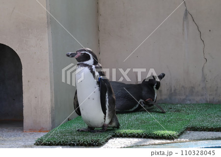 歩くフンボルトペンギンがいる動物園の風景 歩くフンボルトペンギンがいる動物園の風景 110328045