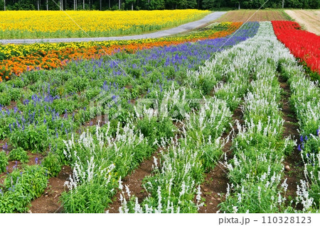 北海道富良野市 「麓郷展望台 彩の広場」の花畑 北海道富良野市 「麓郷展望台 彩の広場」の花畑 110328123
