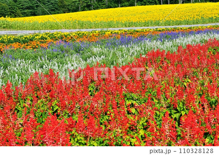 北海道富良野市 「麓郷展望台 彩の広場」の花畑 110328128