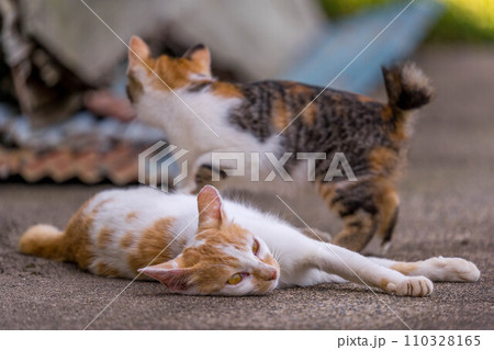 自由気ままな猫たち~親子で過ごす時間~ 自由気ままな猫たち~親子で過ごす時間~ 110328165