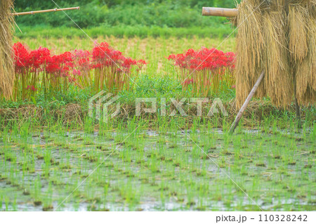 彼岸花が咲き乱れる京都のスポット亀岡市曽我部町 110328242