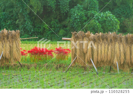 彼岸花が咲き乱れる京都のスポット亀岡市曽我部町 彼岸花が咲き乱れる京都のスポット亀岡市曽我部町 110328255