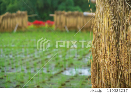 彼岸花が咲き乱れる京都のスポット亀岡市曽我部町 110328257