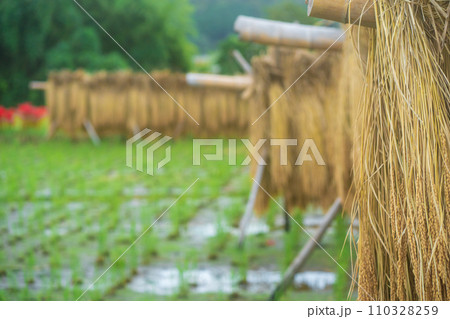 彼岸花が咲き乱れる京都のスポット亀岡市曽我部町 彼岸花が咲き乱れる京都のスポット亀岡市曽我部町 110328259