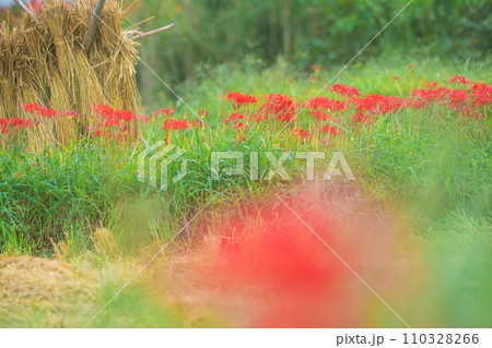 彼岸花が咲き乱れる京都のスポット亀岡市曽我部町 110328266