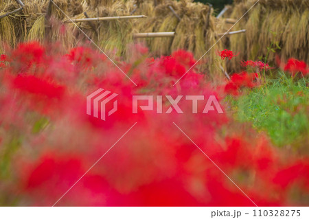 彼岸花が咲き乱れる京都のスポット亀岡市曽我部町 彼岸花が咲き乱れる京都のスポット亀岡市曽我部町 110328275