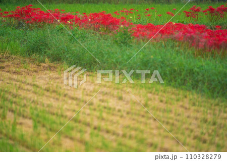 彼岸花が咲き乱れる京都のスポット亀岡市曽我部町 110328279
