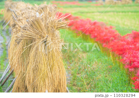 彼岸花が咲き乱れる京都のスポット亀岡市曽我部町 110328294