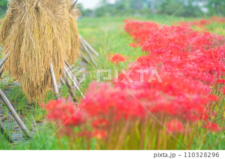 彼岸花が咲き乱れる京都のスポット亀岡市曽我部町 110328296