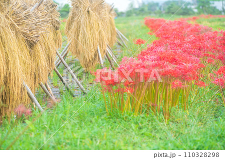 彼岸花が咲き乱れる京都のスポット亀岡市曽我部町 110328298