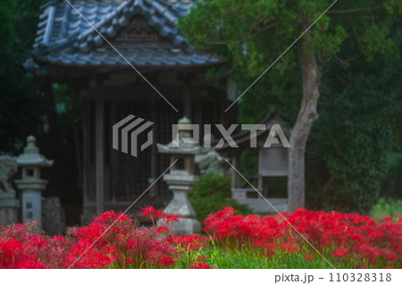 彼岸花が咲き乱れる京都のスポット亀岡市曽我部町 110328318