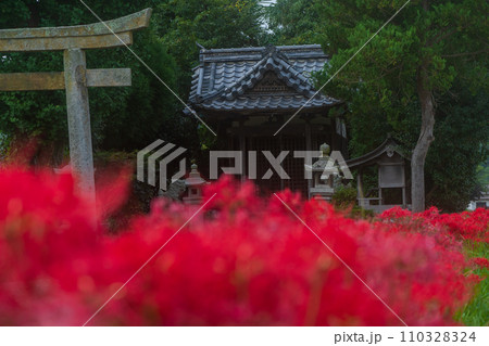 彼岸花が咲き乱れる京都のスポット亀岡市曽我部町 彼岸花が咲き乱れる京都のスポット亀岡市曽我部町 110328324