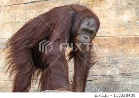 ボルネオオランウータンin多摩動物公園 ボルネオオランウータンin多摩動物公園 110328409
