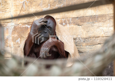 ボルネオオランウータンin多摩動物公園 ボルネオオランウータンin多摩動物公園 110328411