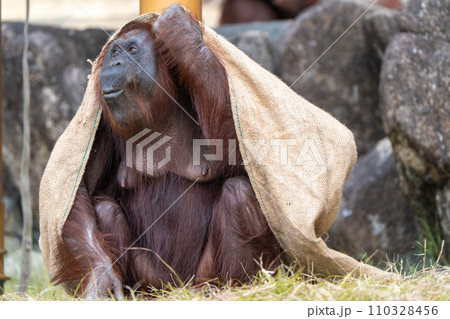 ボルネオオランウータンin多摩動物公園 110328456