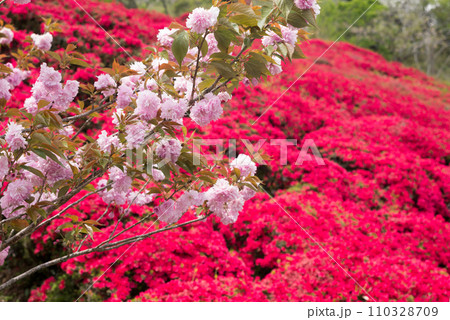 赤いツツジの花をバックにピンクの八重桜の花 110328709