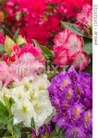 赤い花のボケをバックに4色のシャクナゲの花 赤い花のボケをバックに4色のシャクナゲの花 110328723