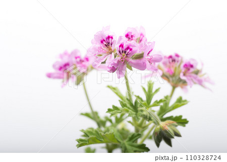 明るいグレーバックのピンクのローズゼラニウムの花 110328724