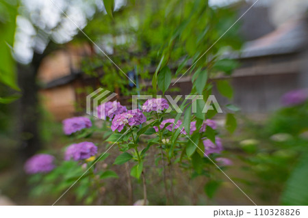 梅雨時期しっとりした京都祇園に似合う紫陽花を撮影 110328826