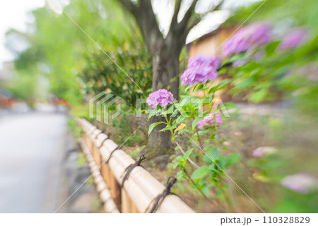 梅雨時期しっとりした京都祇園に似合う紫陽花を撮影 110328829