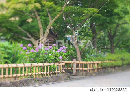 梅雨時期しっとりした京都祇園に似合う紫陽花を撮影 110328835