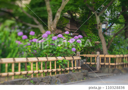 梅雨時期しっとりした京都祇園に似合う紫陽花を撮影 110328836