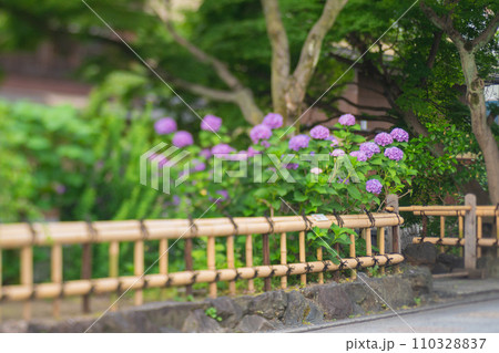 梅雨時期しっとりした京都祇園に似合う紫陽花を撮影 110328837