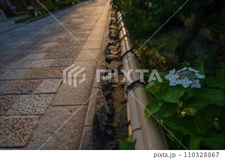 梅雨時期しっとりした京都祇園に似合う紫陽花を撮影 110328867