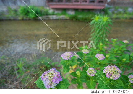 梅雨時期しっとりした京都祇園に似合う紫陽花を撮影 110328878