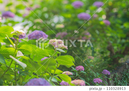 梅雨時期しっとりした京都祇園に似合う紫陽花を撮影 110328913
