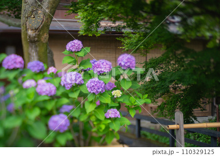 梅雨時期しっとりした京都祇園に似合う紫陽花を撮影 梅雨時期しっとりした京都祇園に似合う紫陽花を撮影 110329125