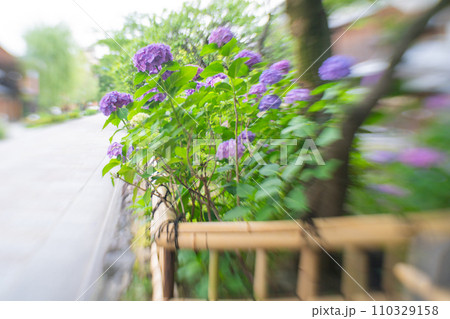 梅雨時期しっとりした京都祇園に似合う紫陽花を撮影 梅雨時期しっとりした京都祇園に似合う紫陽花を撮影 110329158