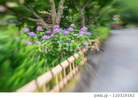 梅雨時期しっとりした京都祇園に似合う紫陽花を撮影 110329162