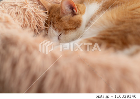 丸まって眠る猫　茶トラ白 110329340