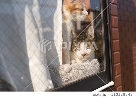 窓越しの猫 110329345