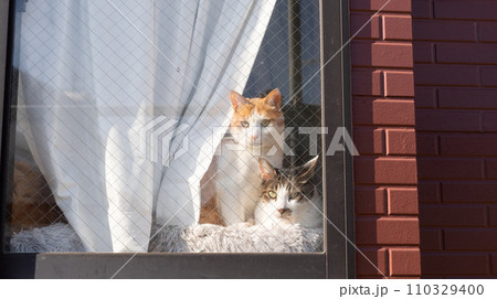 窓越しの猫 窓越しの猫 110329400