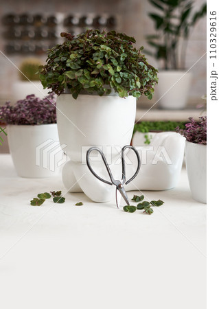 Human like ceramic flower planter with callisia Potted house plant as live stylizad hair 110329616