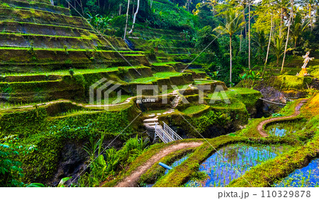 テガララン・ライステラスの棚田の風景 110329878