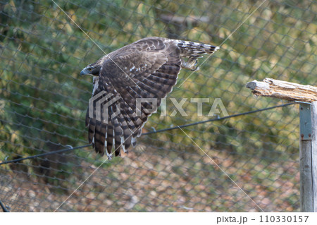 クマタカin多摩動物公園 110330157