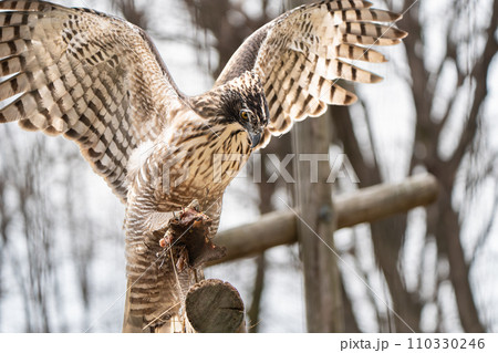 クマタカin多摩動物公園 110330246