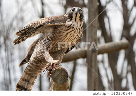 クマタカin多摩動物公園 110330247