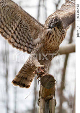 クマタカin多摩動物公園 110330248