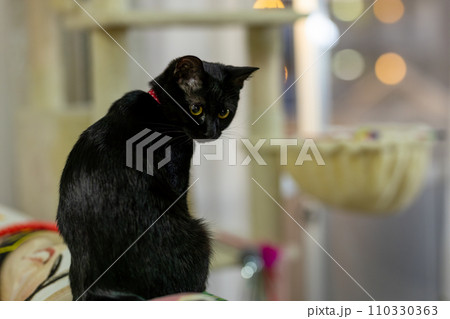 夜景と黒猫 夜景と黒猫 110330363